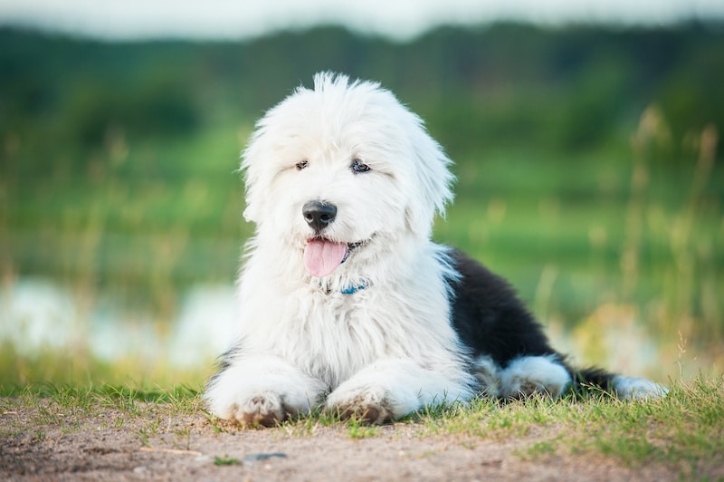 do old english sheepdogs shed a lot