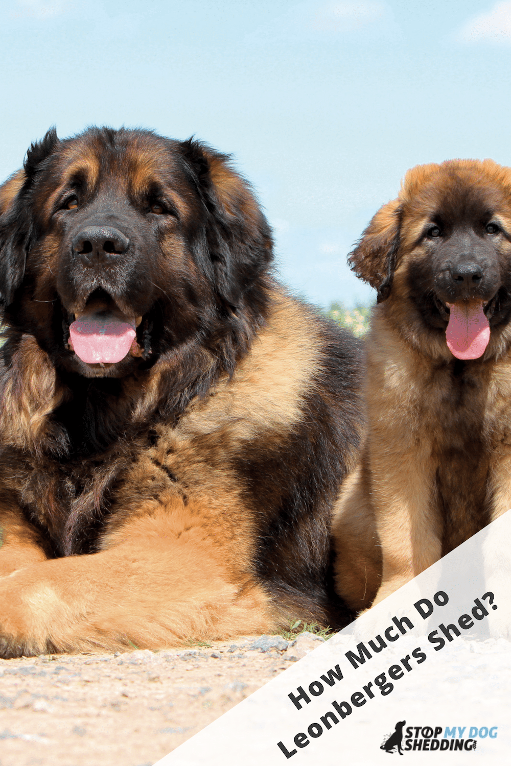 Do Leonbergers Shed Much? (Guide to Shedding)