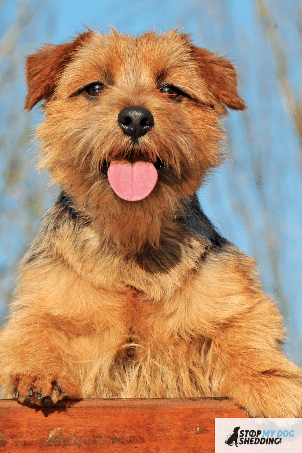 what are terriers known for