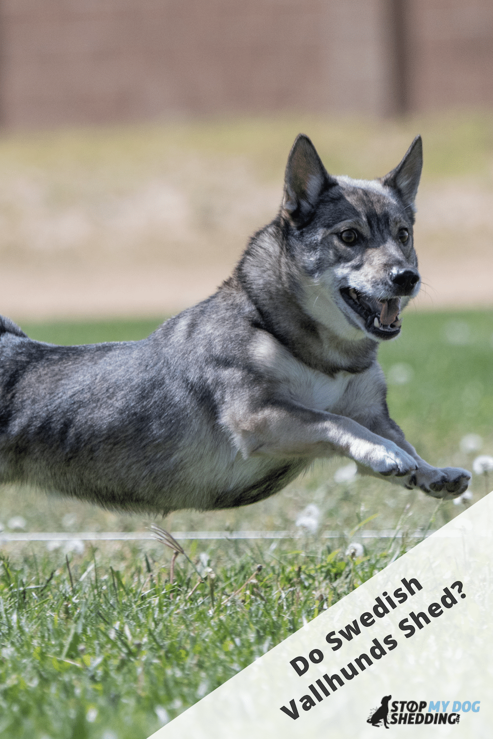 Do Swedish Vallhunds Shed? (Shedding Guide)