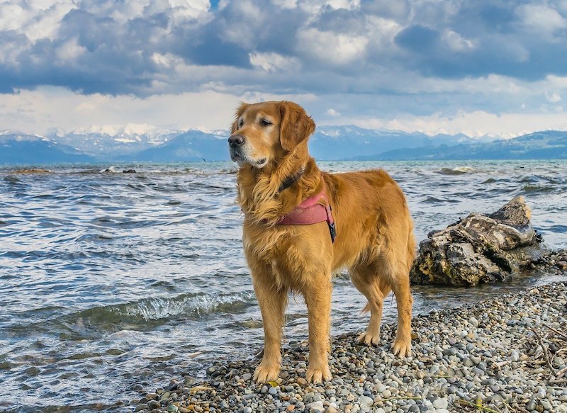 Golden Retriever dog breed standing on beach wearing service gear.