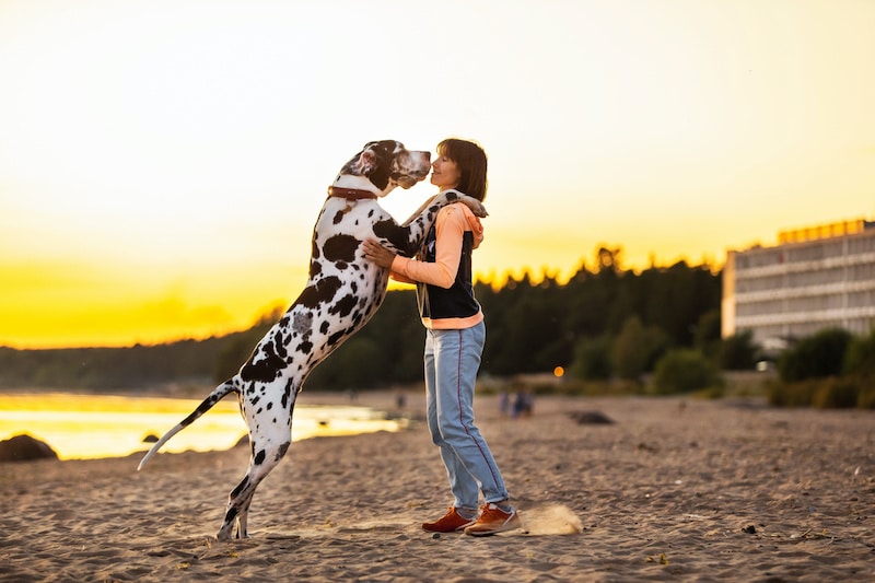 Woman playing with Great Dane dog on sand shore along water in sunlight