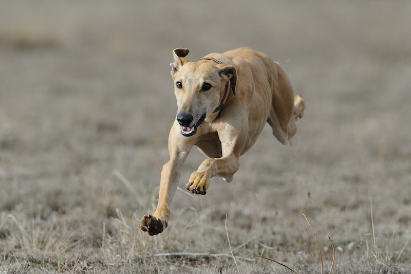 Greyhound running in field