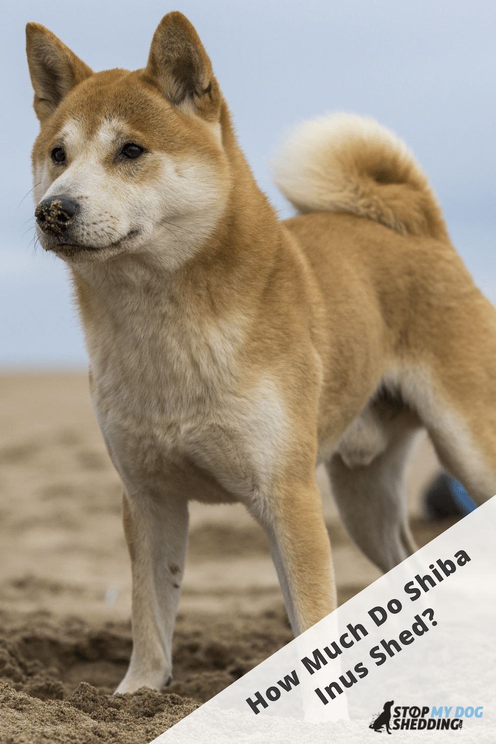 Do Shiba Inu Shed