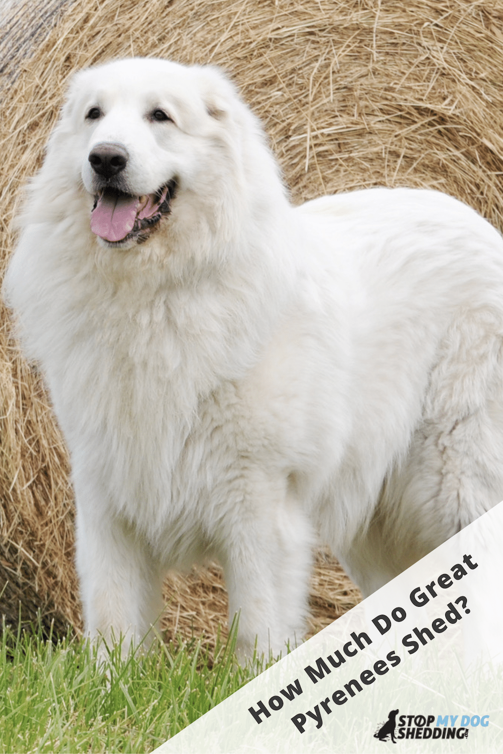 Do Great Pyrenees Shed? (All You Need to Know)
