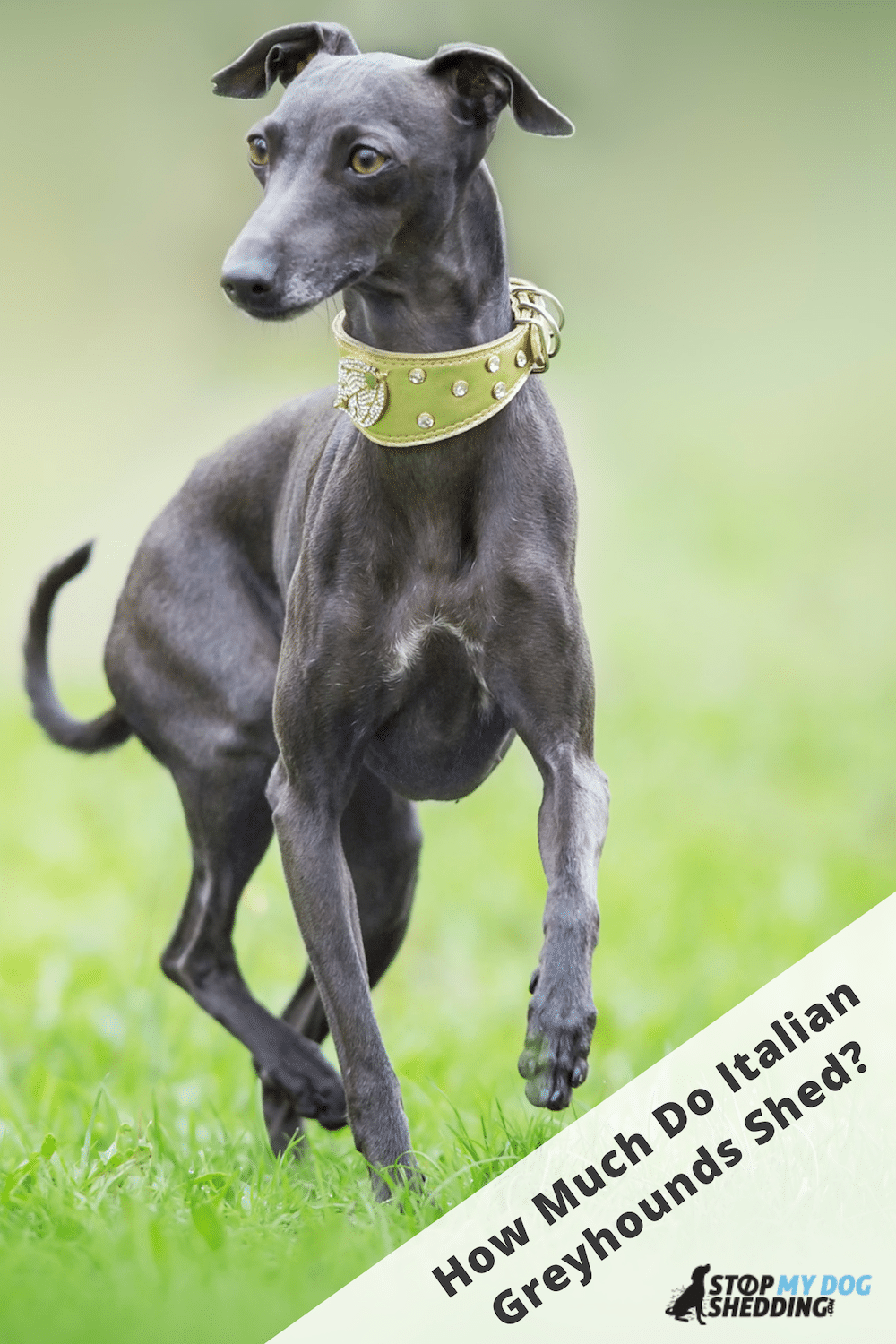 Do Italian Greyhounds Shed? (Complete Shedding Guide)