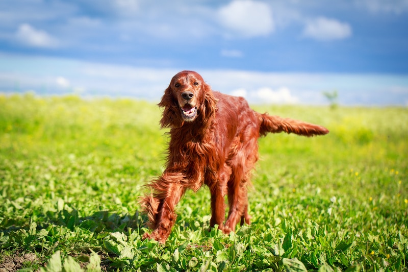 Red Irish Setter dog breed outside playing.