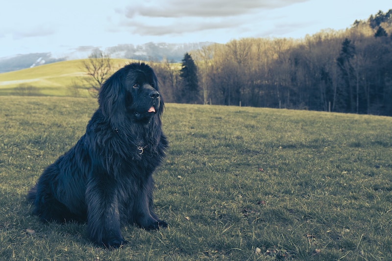 Big newfoundland dog sitting on the grass