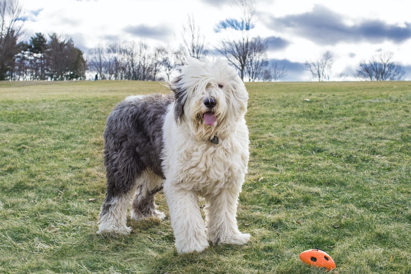 An old English Sheepdog at the park