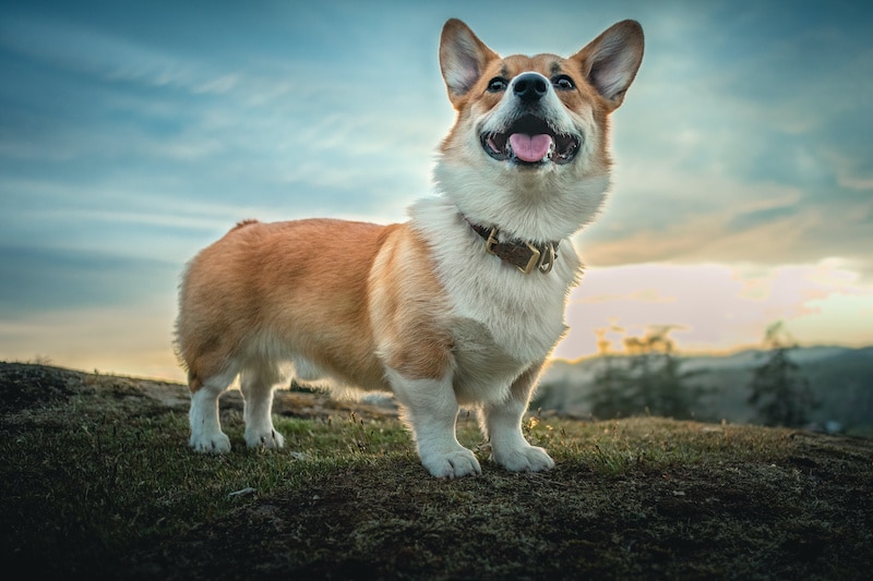 Happy looking Pembroke Welsh Corgi standing outside on grass.