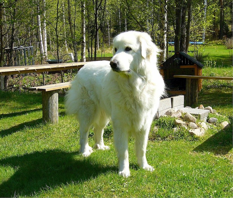 Pyrenean Mountain Dog standing on green grass at park looking into the distance.