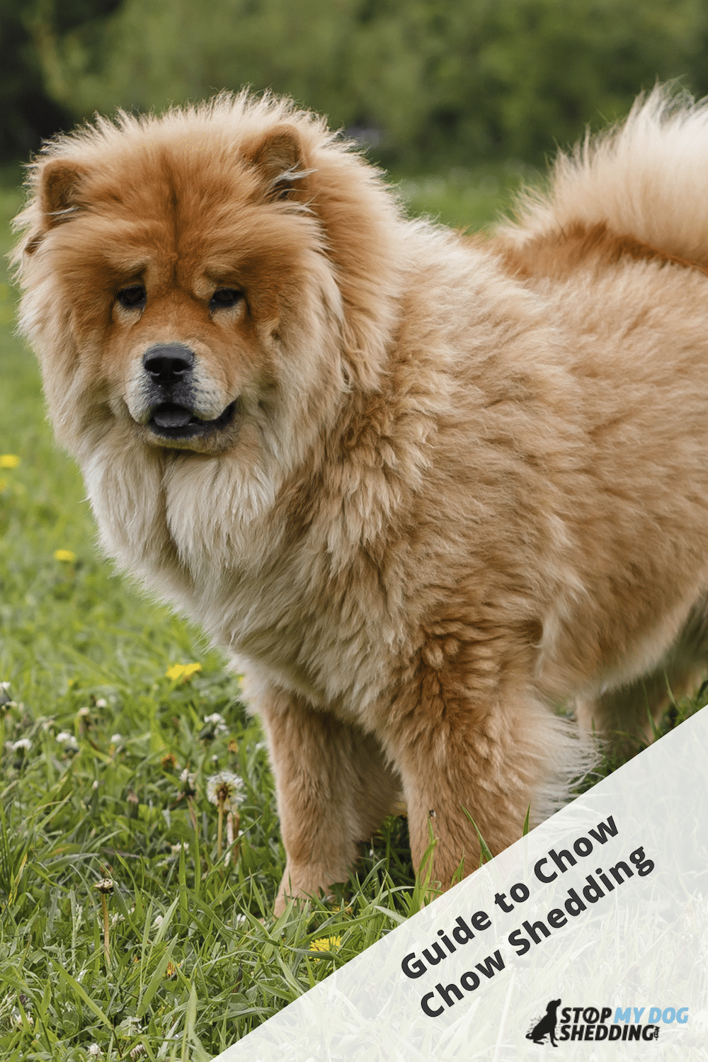 Do Chow Chows Shed? (Stop Your Chow Shedding Excessively)