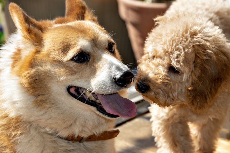 The Corgipoo dog breed that comes from the Welsh Corgi and Poodle which are standing together in this portrait.