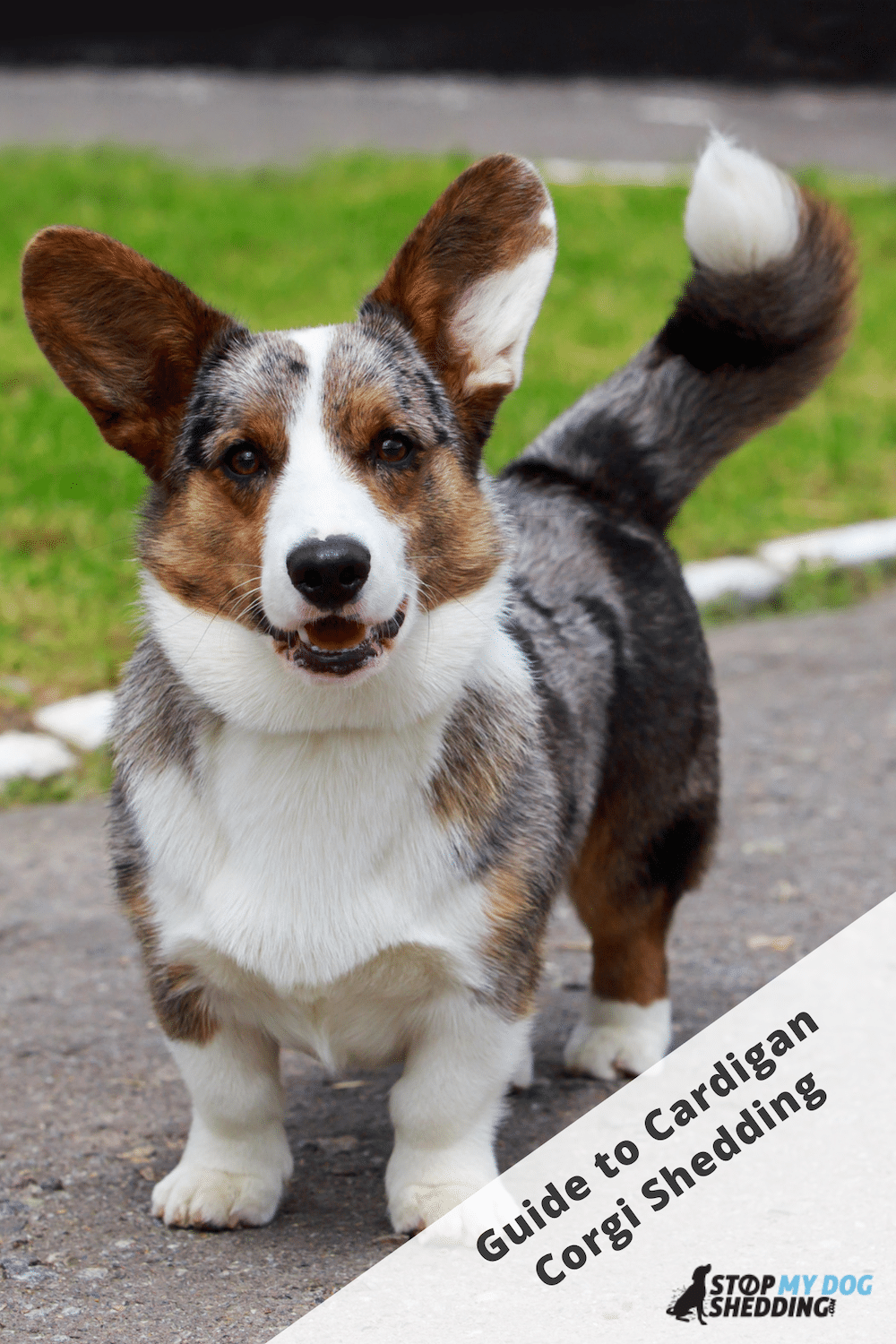 Do Cardigan Welsh Corgis Shed Much?