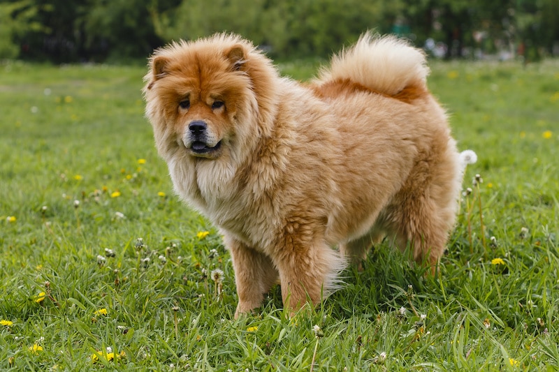 Chow Chow dog breed going for a walk on grass with natural green background.