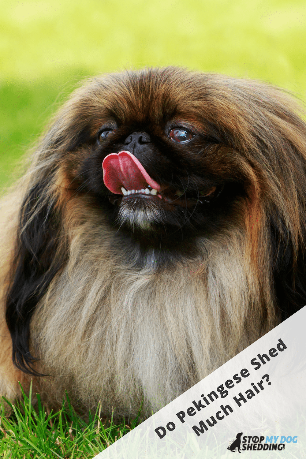 Do Pekingese Shed? (Peke Shedding Guide)