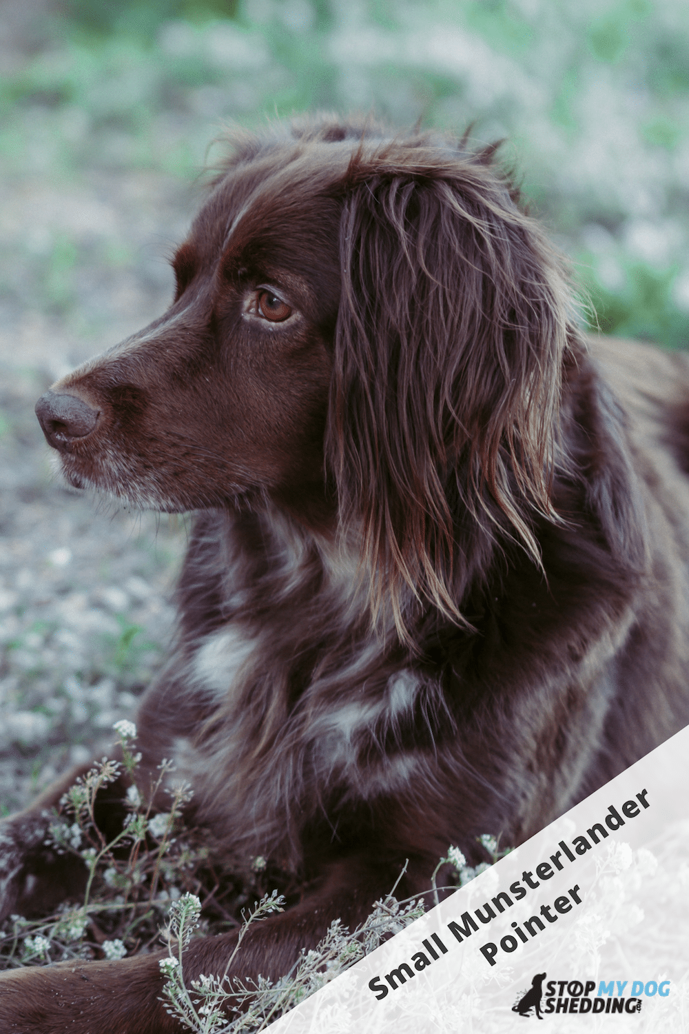 Do Small Munsterlander Pointers Shed?