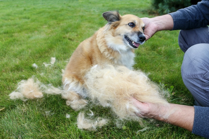 Man holding up a clump of dog fur. The dog sheds his hair (molting), and the guardian combs it.
