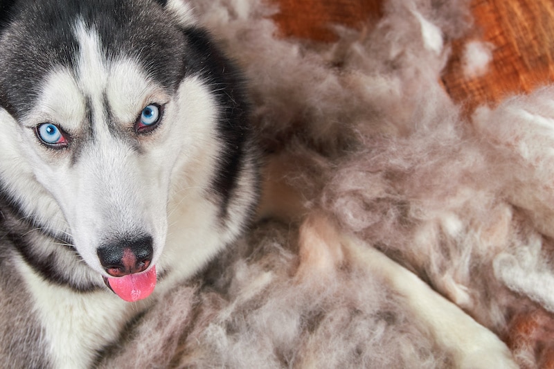 Siberian husky dog lies on wooden floor in pile his shed fur.