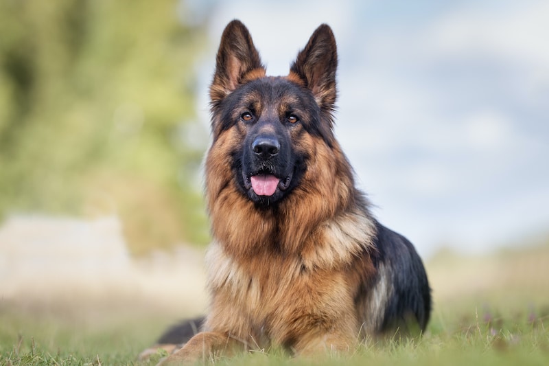 Portrait of a German Shepherd laying on green grass with trees in background.