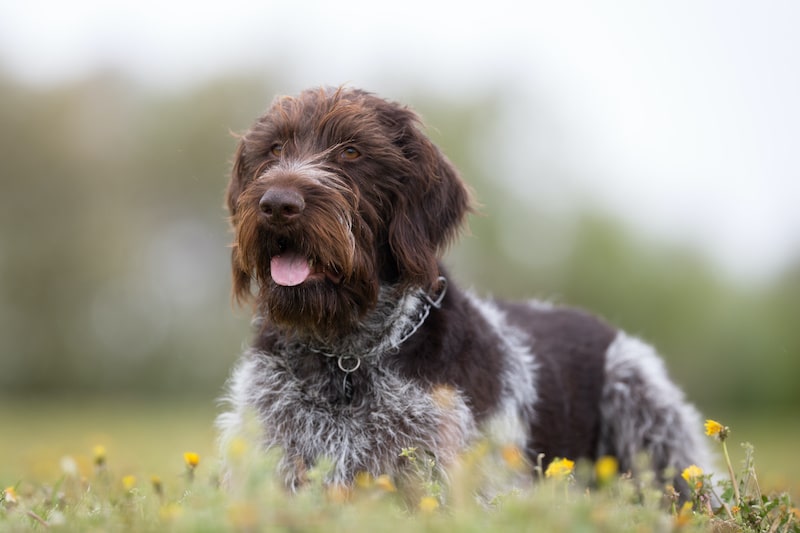 Do German Wirehaired Pointers Shed Much Stop My Dog Shedding