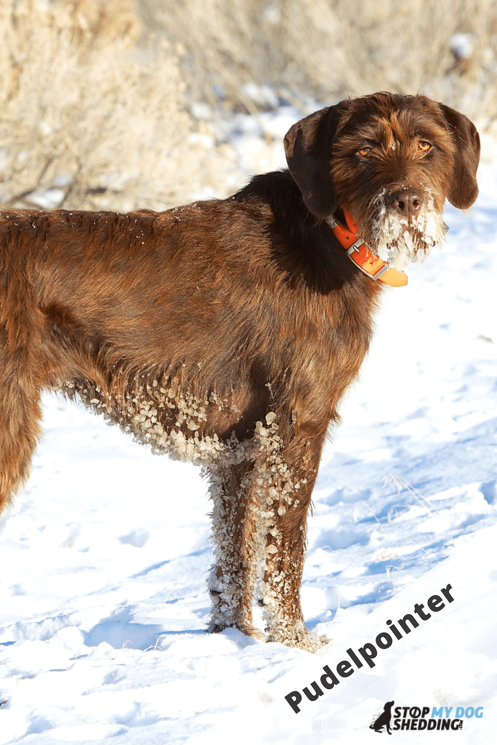 are pig ears bad for a pudelpointer