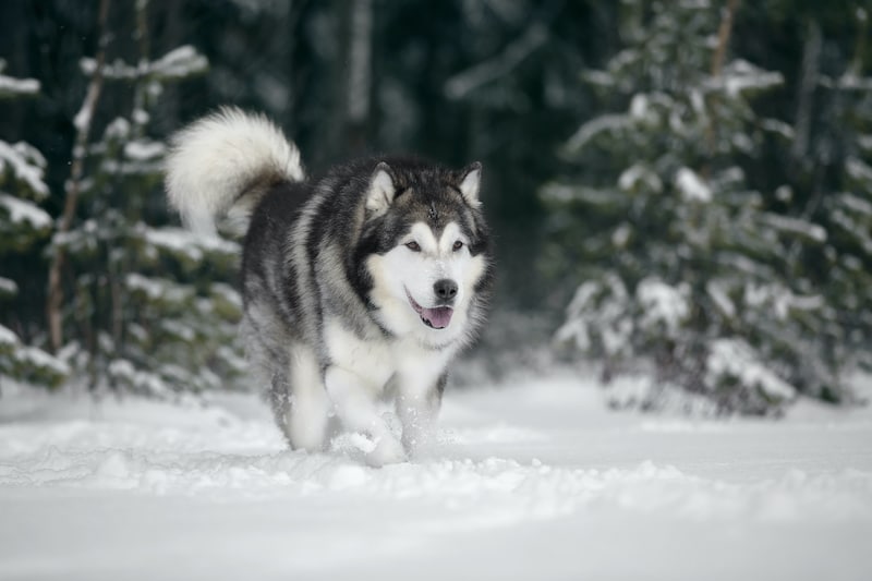 best shampoo for malamutes