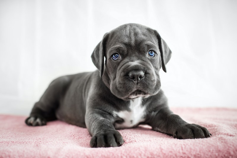 Cane Corso puppy gets out of the box on a white background.