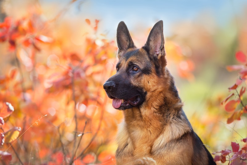 German Shepherd surrounded by autumn leaves.