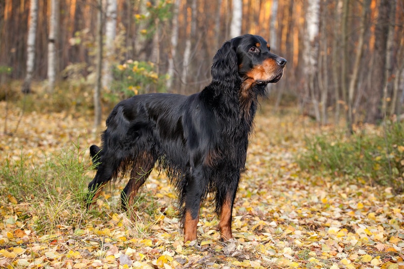 Do Gordon Setters Shed? (What You Need 