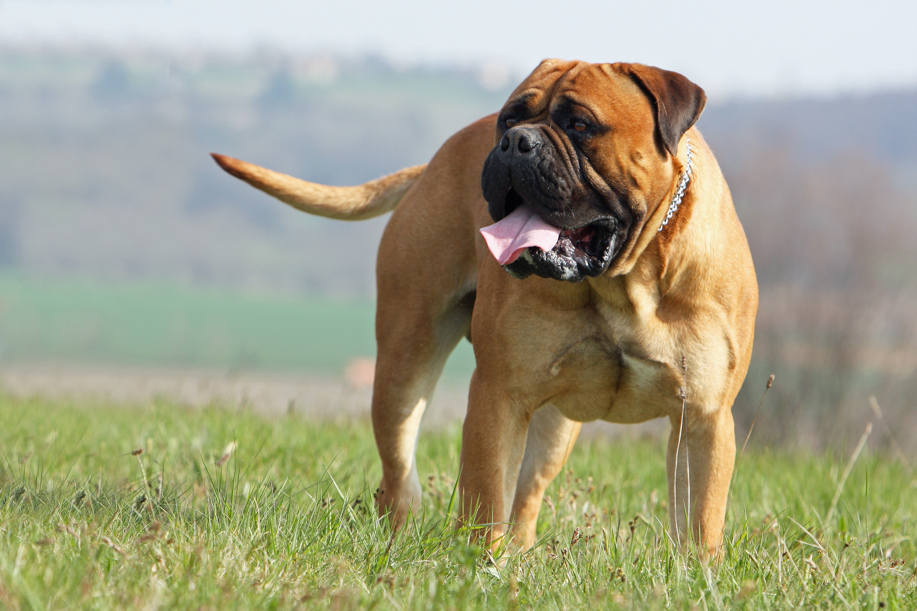 Mastiff dog standing on green grassy field.