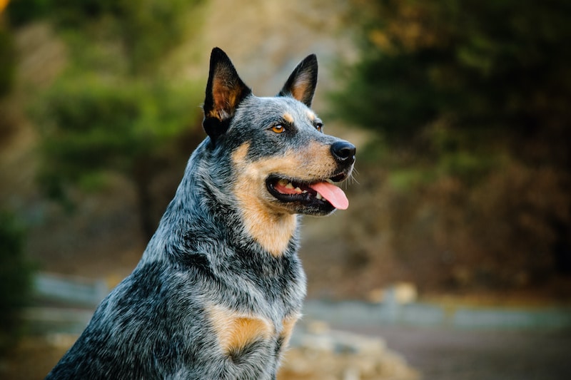 Australian Cattle Dog with water and forest in background.