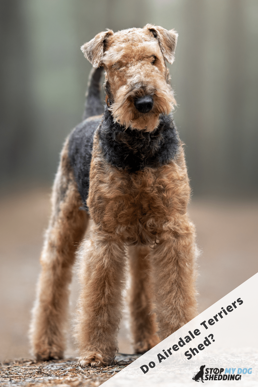 Do Airedale Terriers Shed Lots?