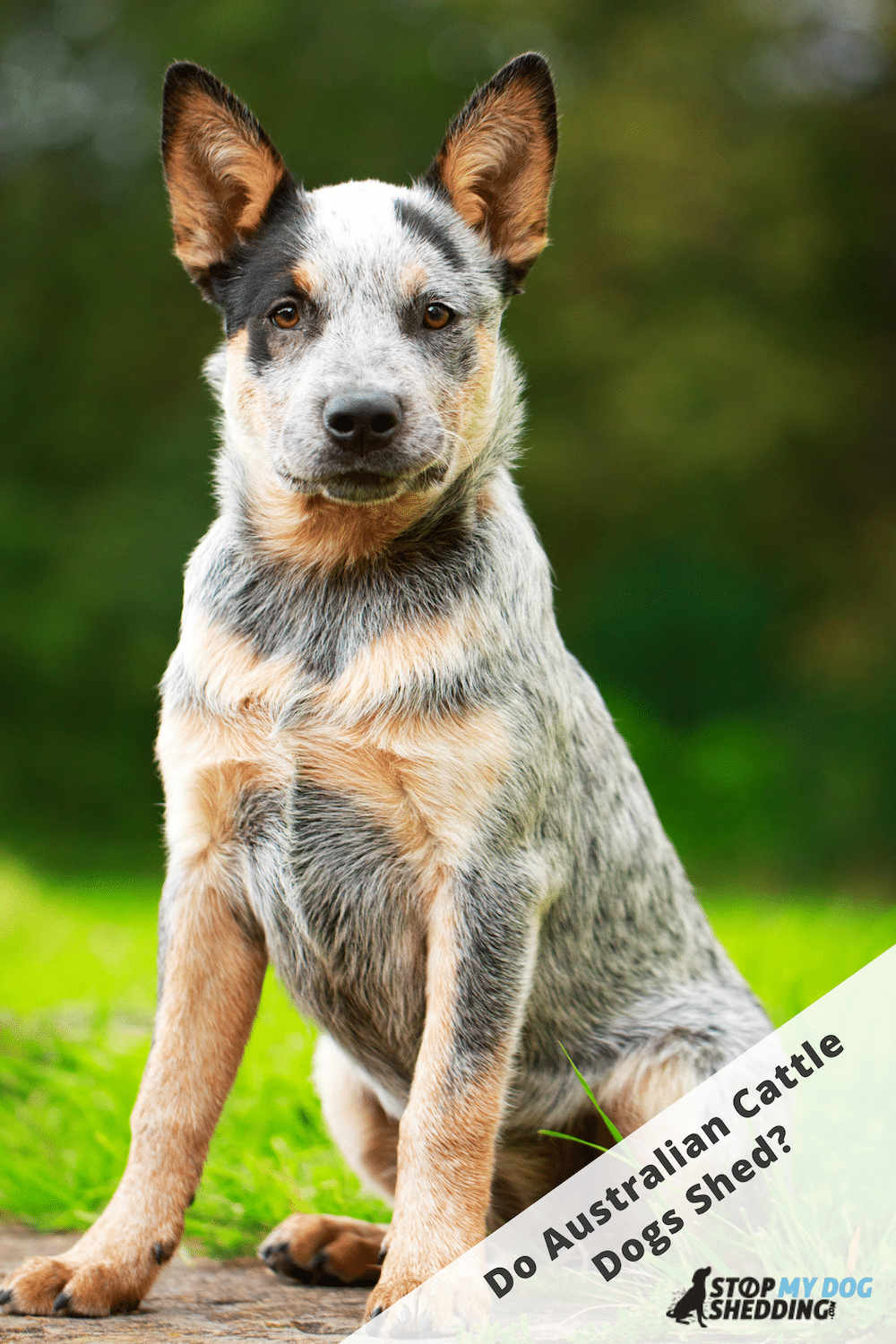 Do Australian Cattle Dogs Shed Lots?