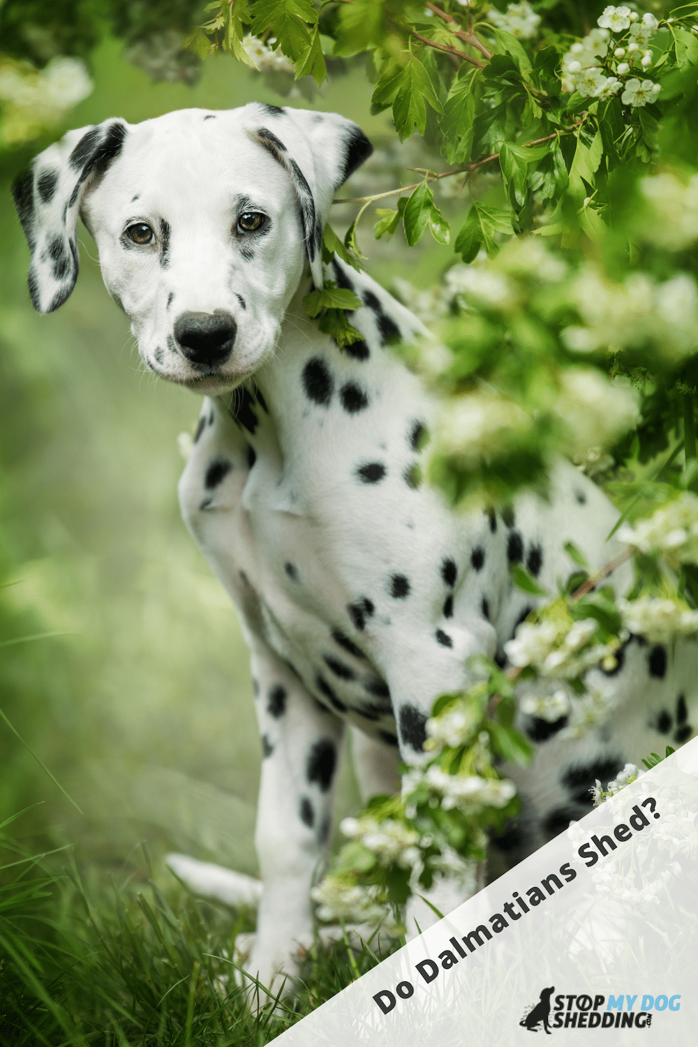 Do Dalmatians Shed? (Shedding Guide)