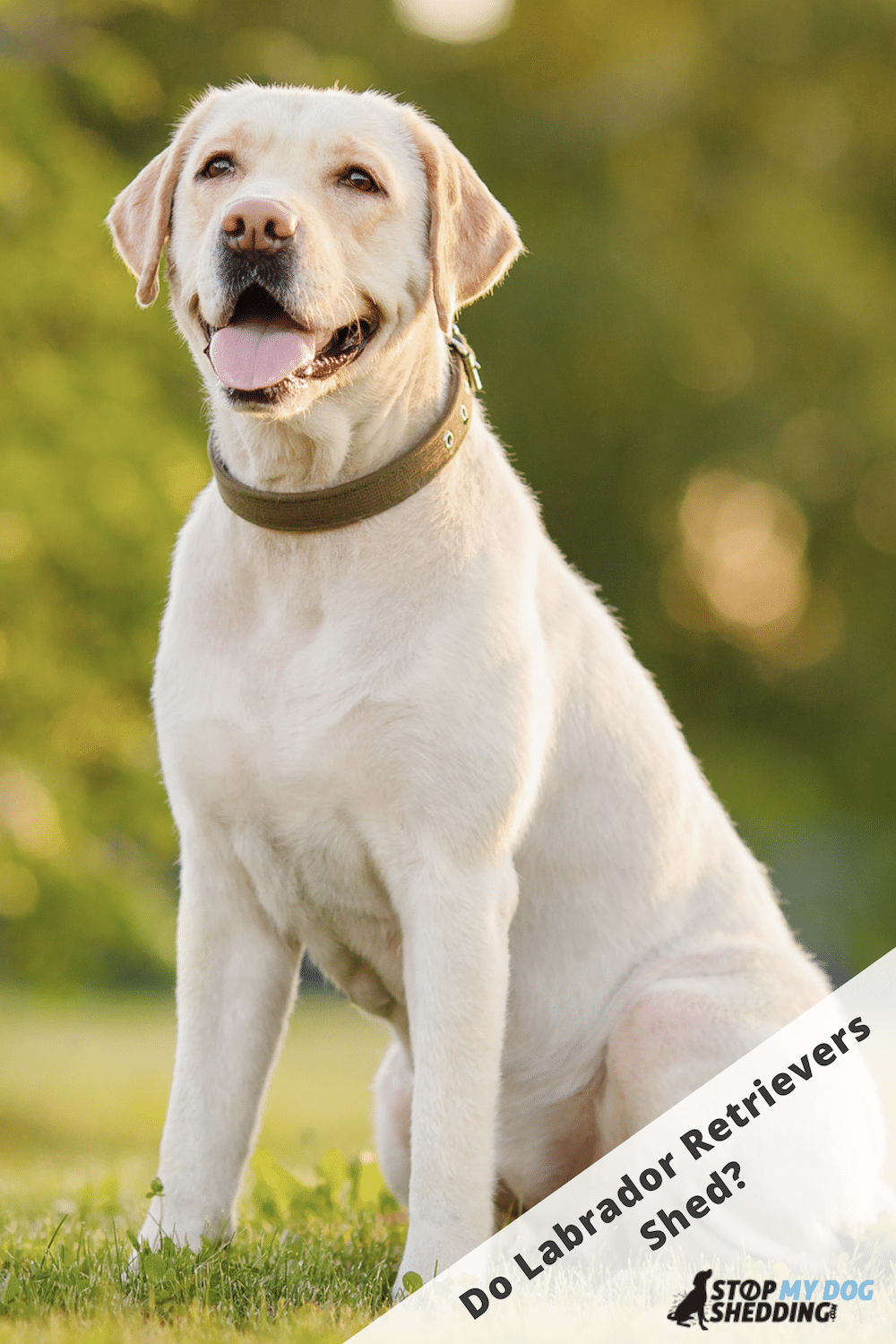 Do Labrador Retrievers Shed lots? (Shedding Guide) - Stop My Dog Shedding