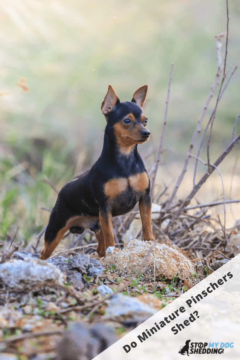 Do Miniature Pinschers Shed? (Min Pin Shedding)