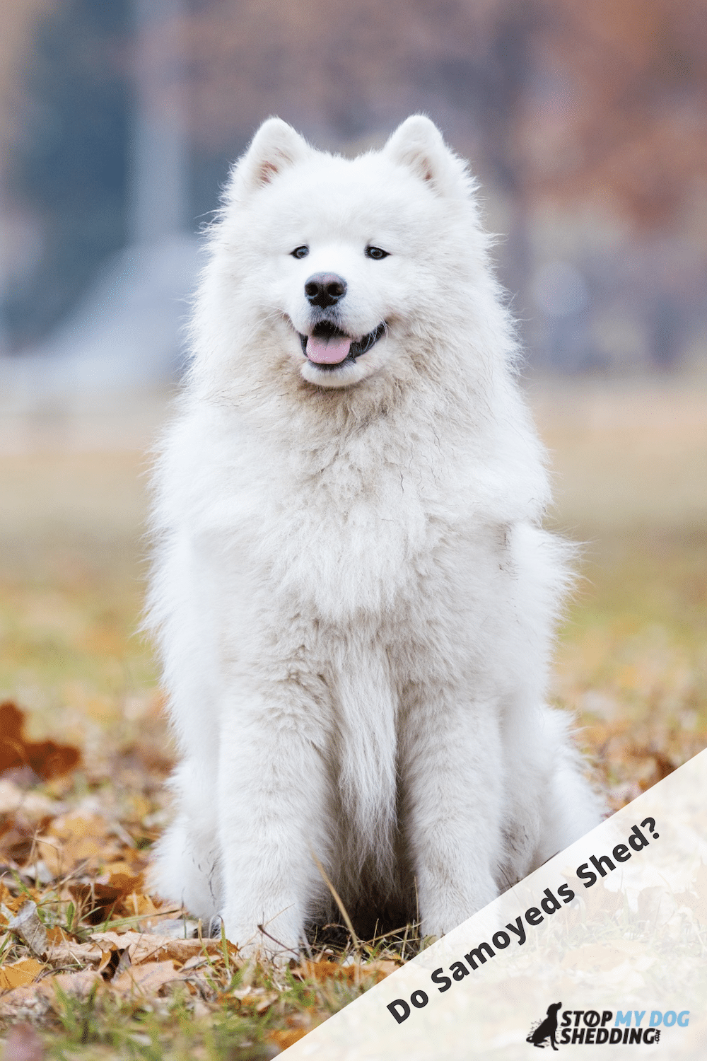 Do Samoyeds Shed Lots? (Shedding Guide)