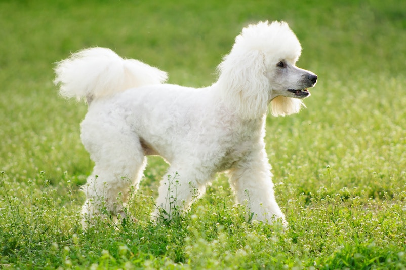 White Poodle dog outdoors on green grass