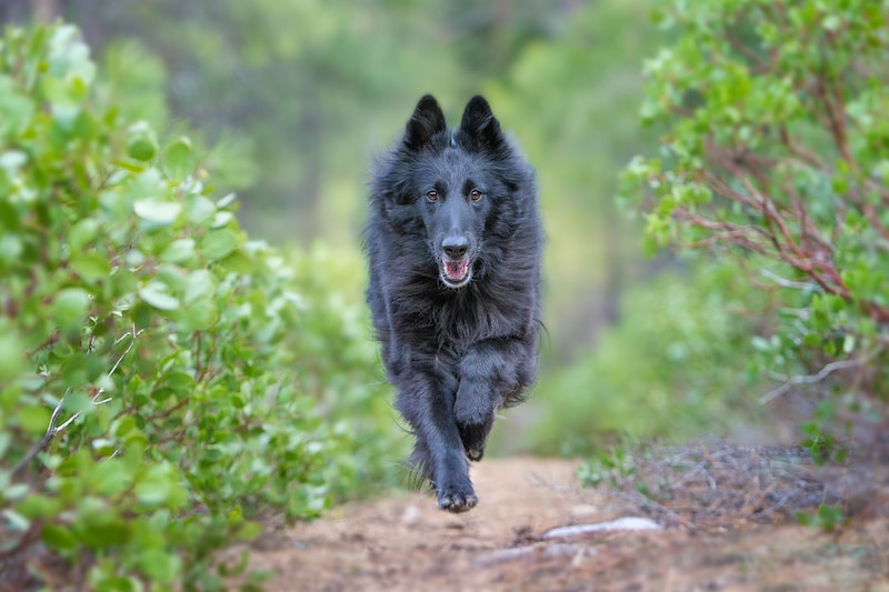 Belgian Sheepdog running on dirt path surrounded by nature.