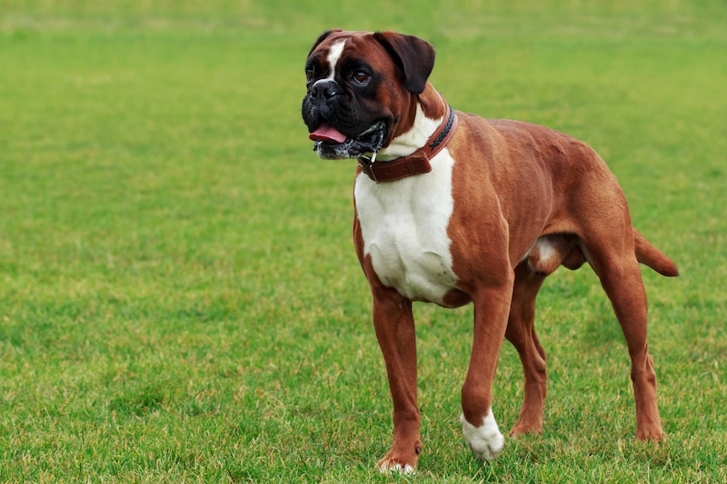 Boxer dog breed close-up on green grass.
