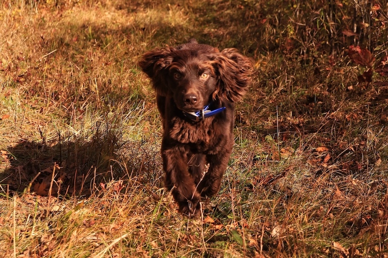 Brown Boykin Spaniel running on grass.