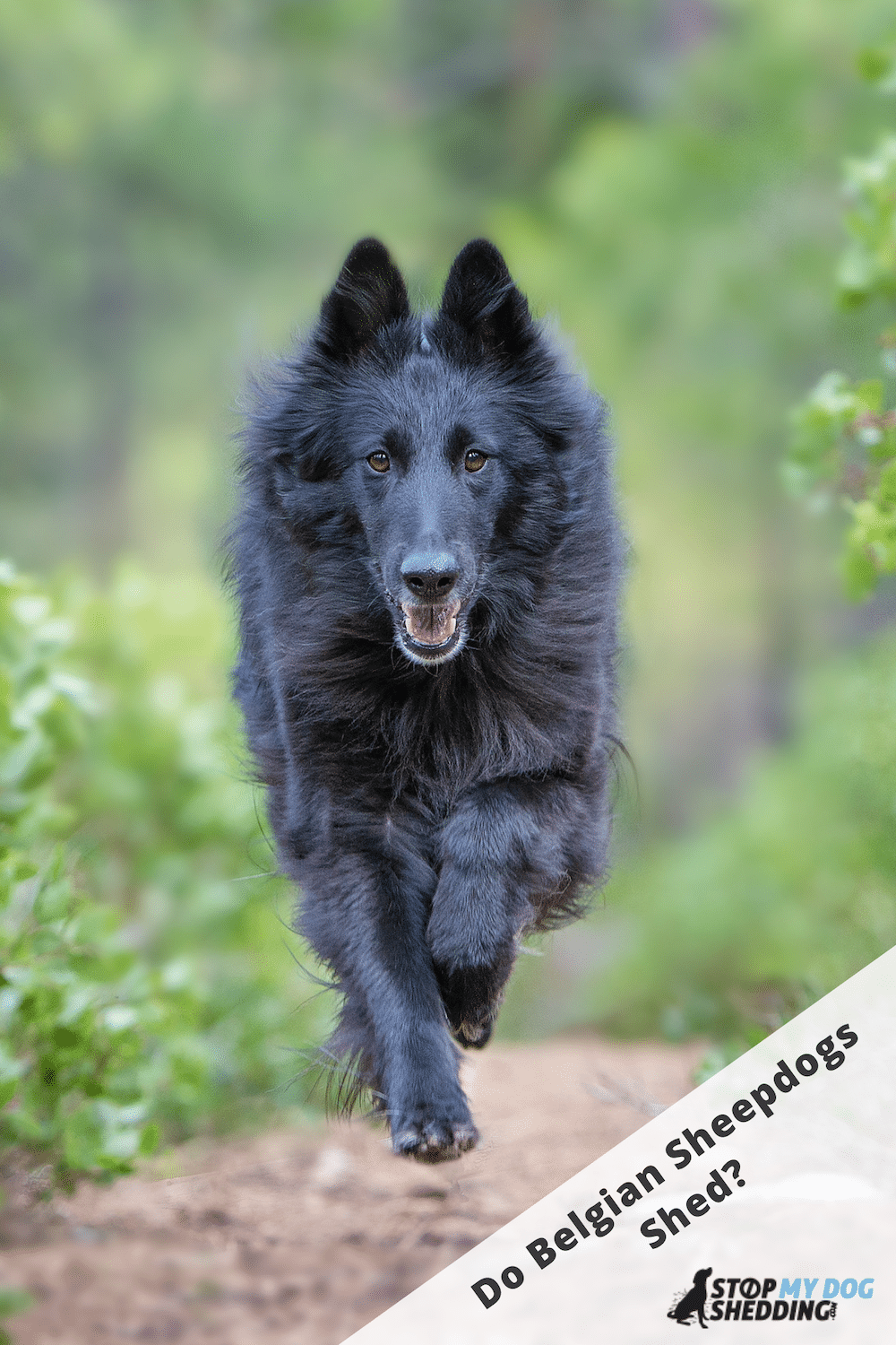 Do Belgian Sheepdogs Shed?