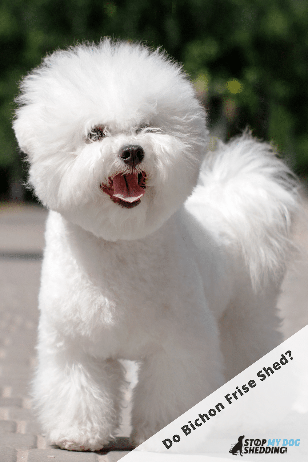 Bichon Frise Shedding (Helpful Guide)