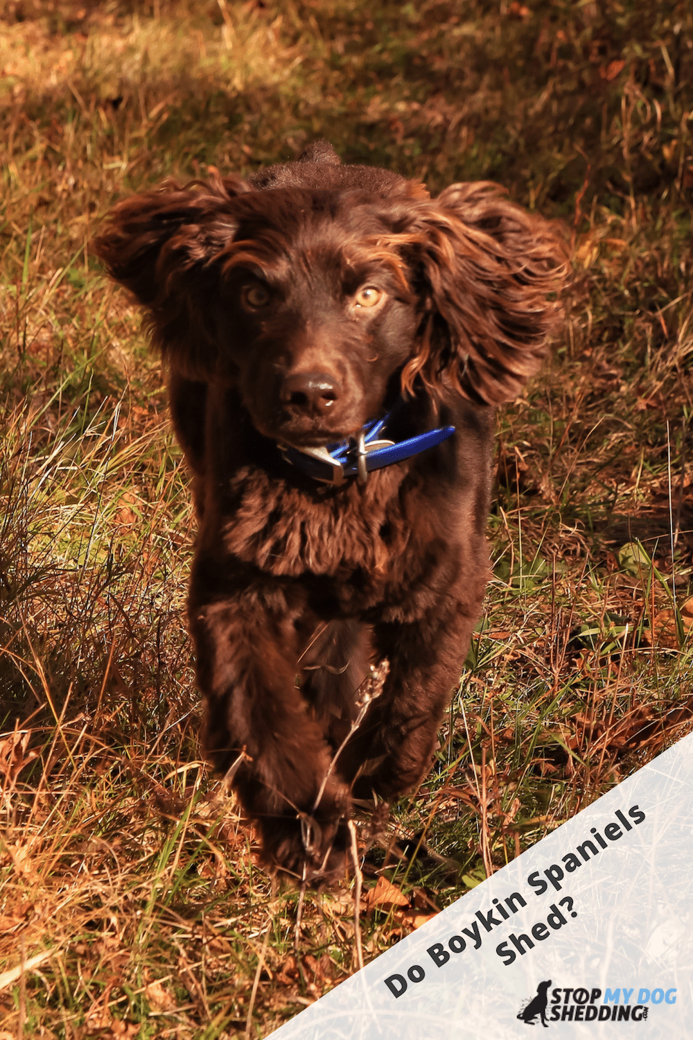 Boykin Spaniel Shedding (All You Need to Know)