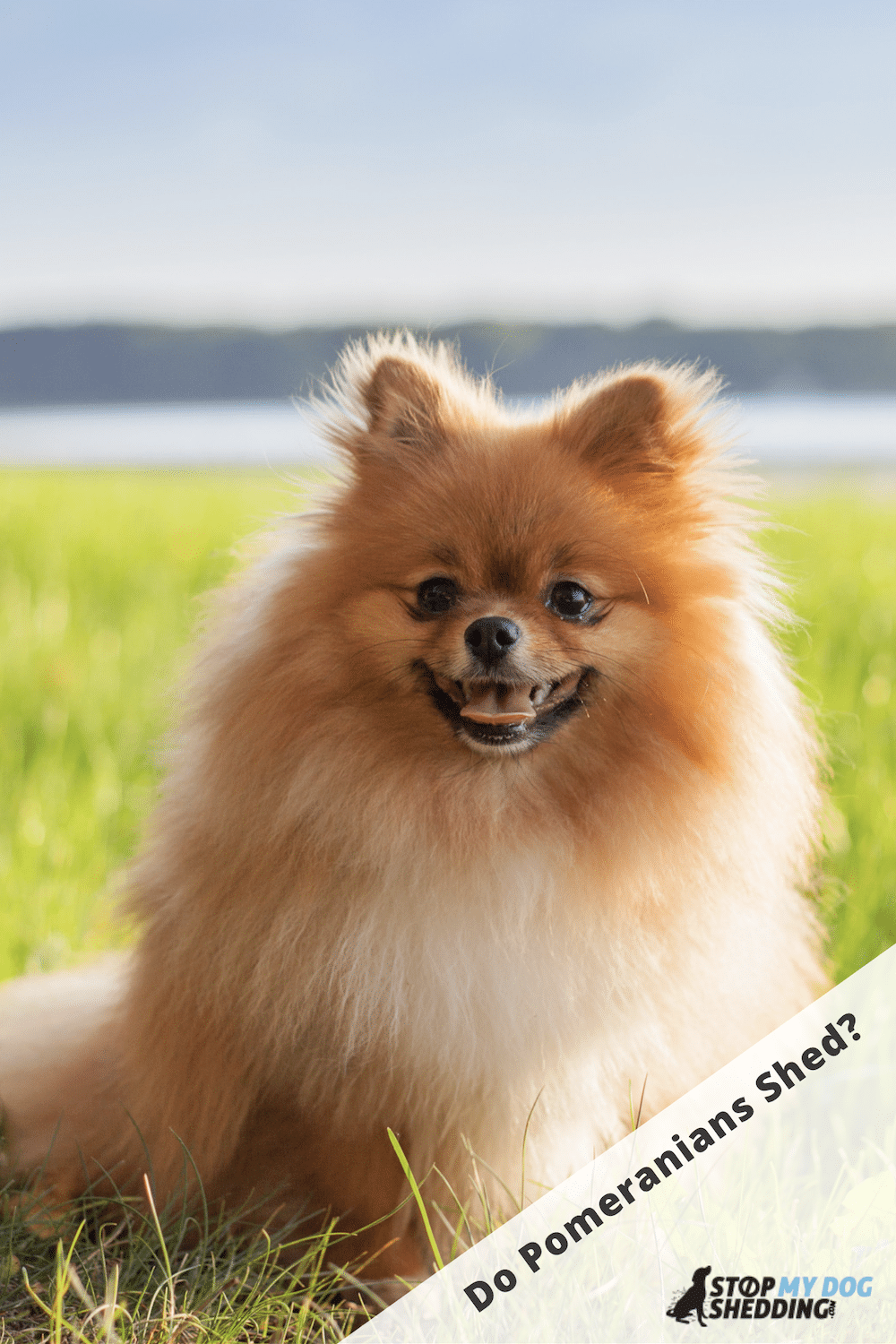 Do Pomeranians Shed? (Pom Shedding Guide)