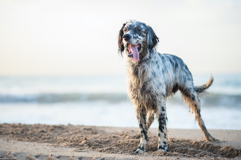 English Setter standing on the beach.