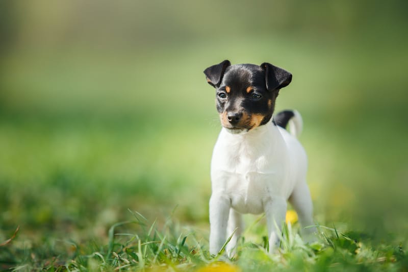 Toy fox terrier in the summer the park on the green grass.