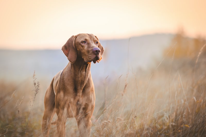 Vizsla dog in autumn outside in the field during sunset.