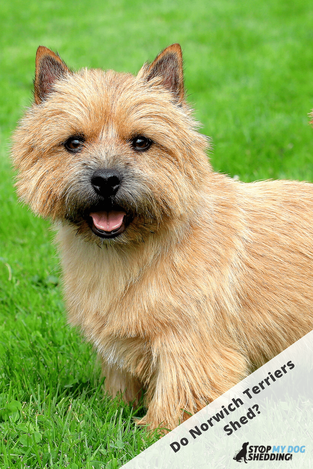 how much do norwich terriers cost